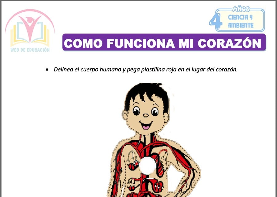 Como funciona mi corazón Para Cuatro Años Como funciona mi corazón para cuatro años