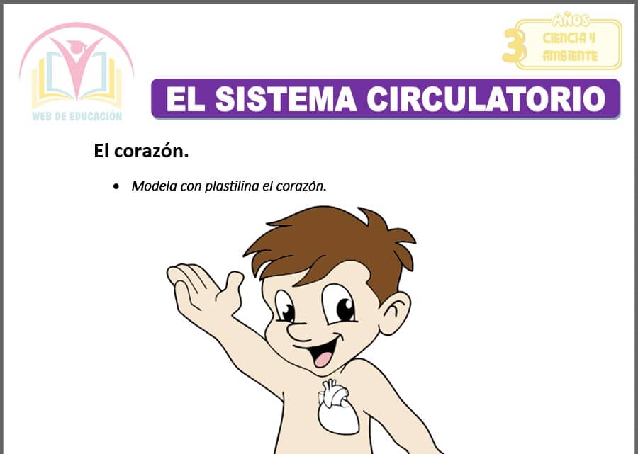 El Sistema Circulatorio para tres años El Sistema Circulatorio para tres años