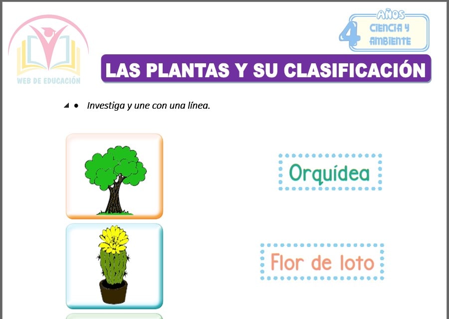Las plantas y su clasificacion para cuatro años