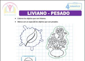 Liviano - Pesado para cuatro años