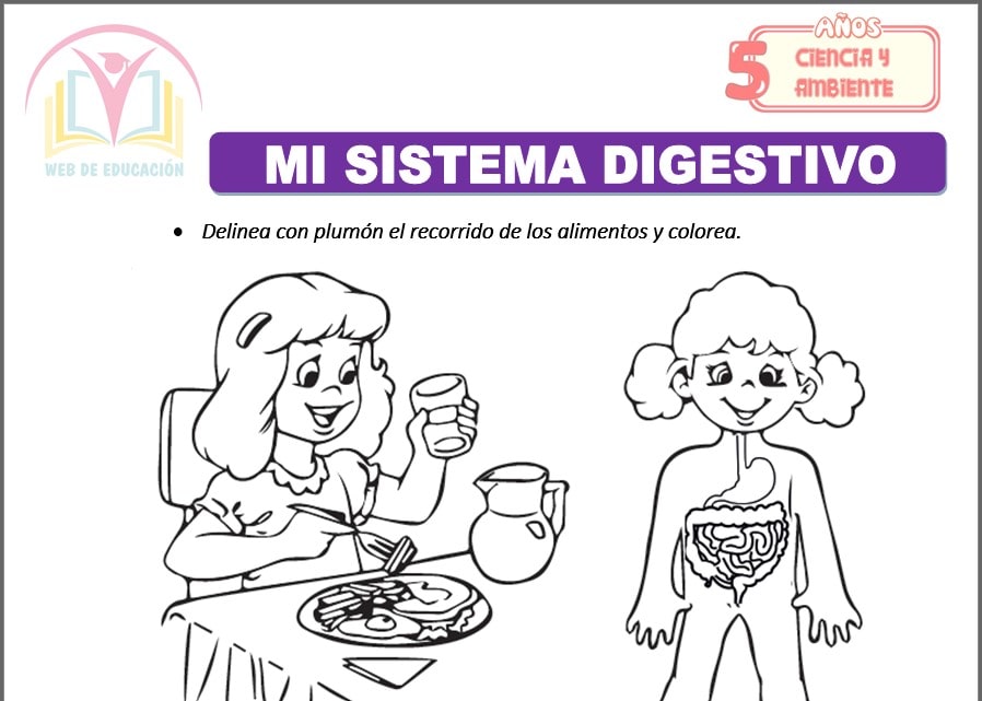 Mi sistema digestivo para cinco años