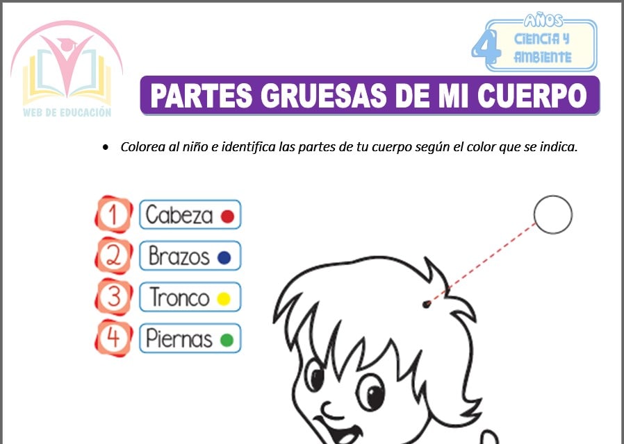 Partes gruesas de mi cuerpo para cuatro años