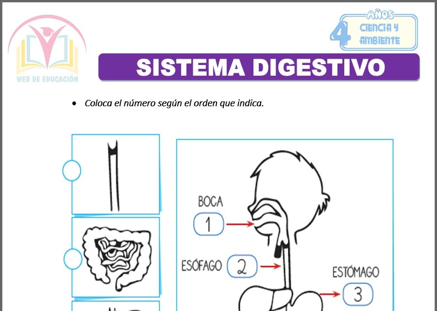 Sistema Digestivo para cuatro años